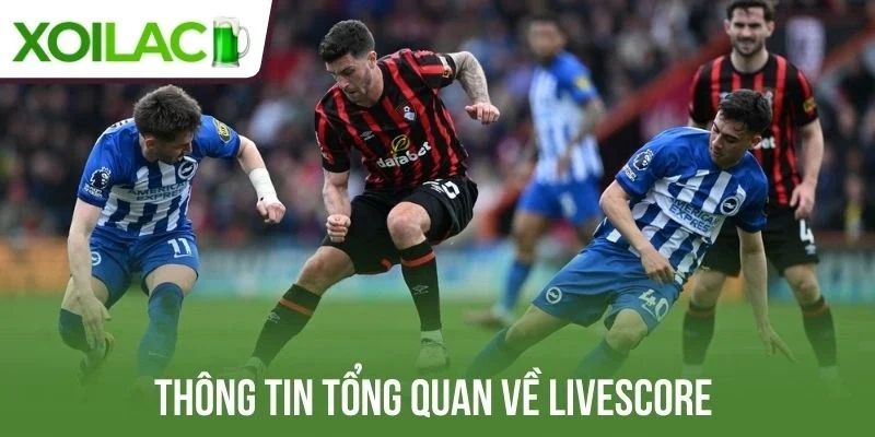 Tổng quan về Livescore tại Xoilac